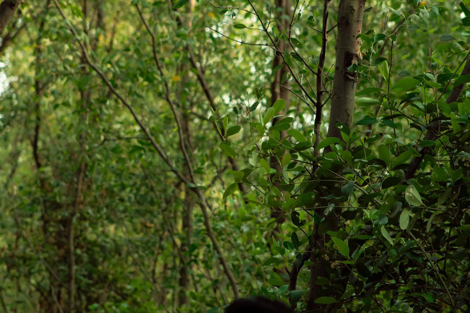 Mini Sundarbon (1)