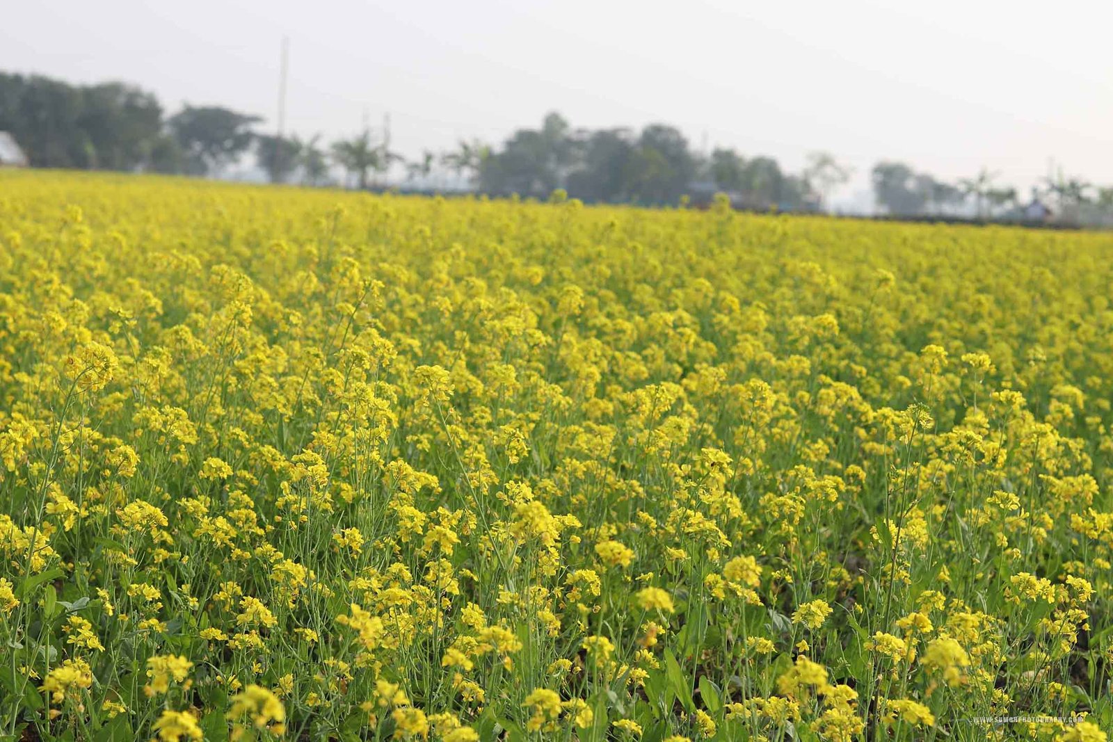 Mustard Field (1)