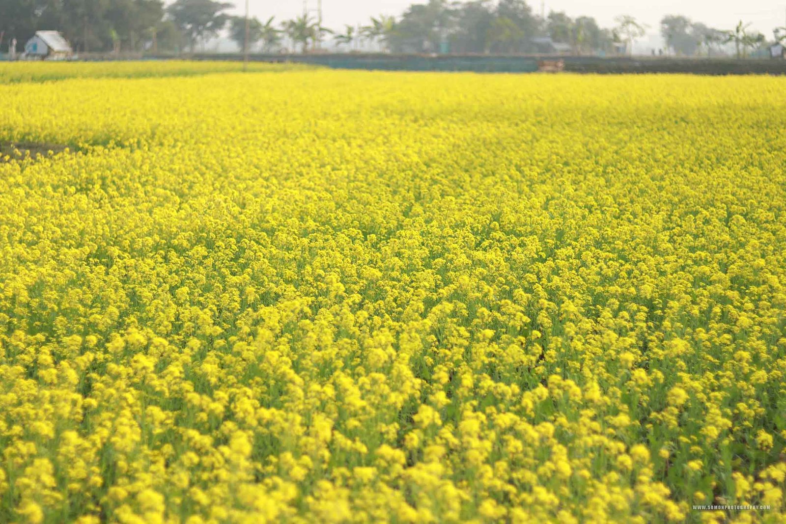 Mustard Field (2)