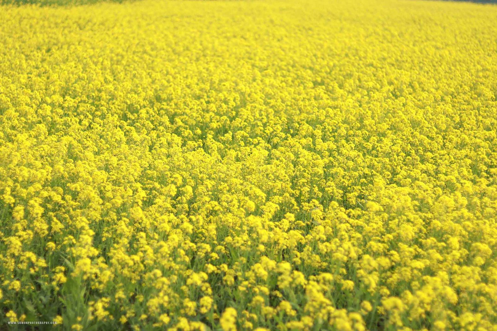 Mustard Field (3)