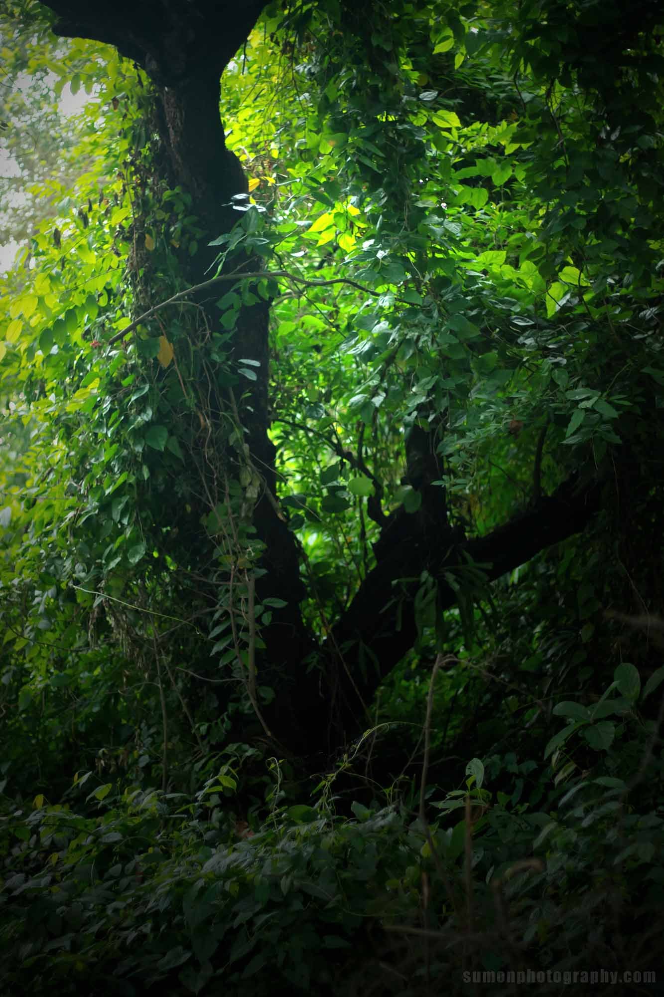 Nature Photo