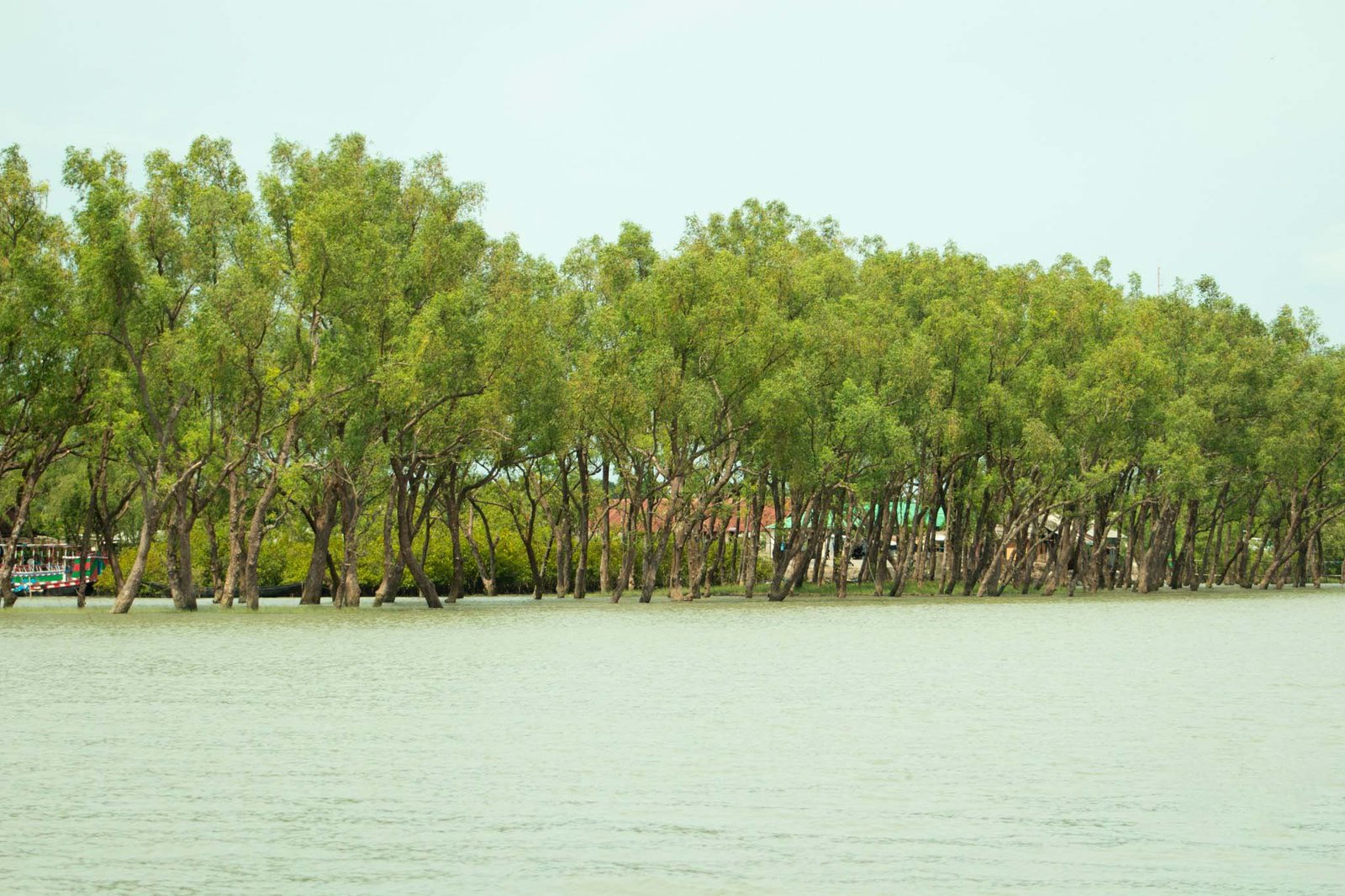 Sundarbon (4)