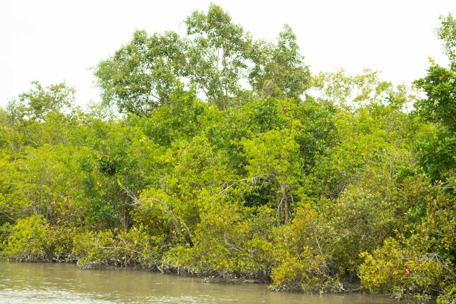 Sundarbon (6)