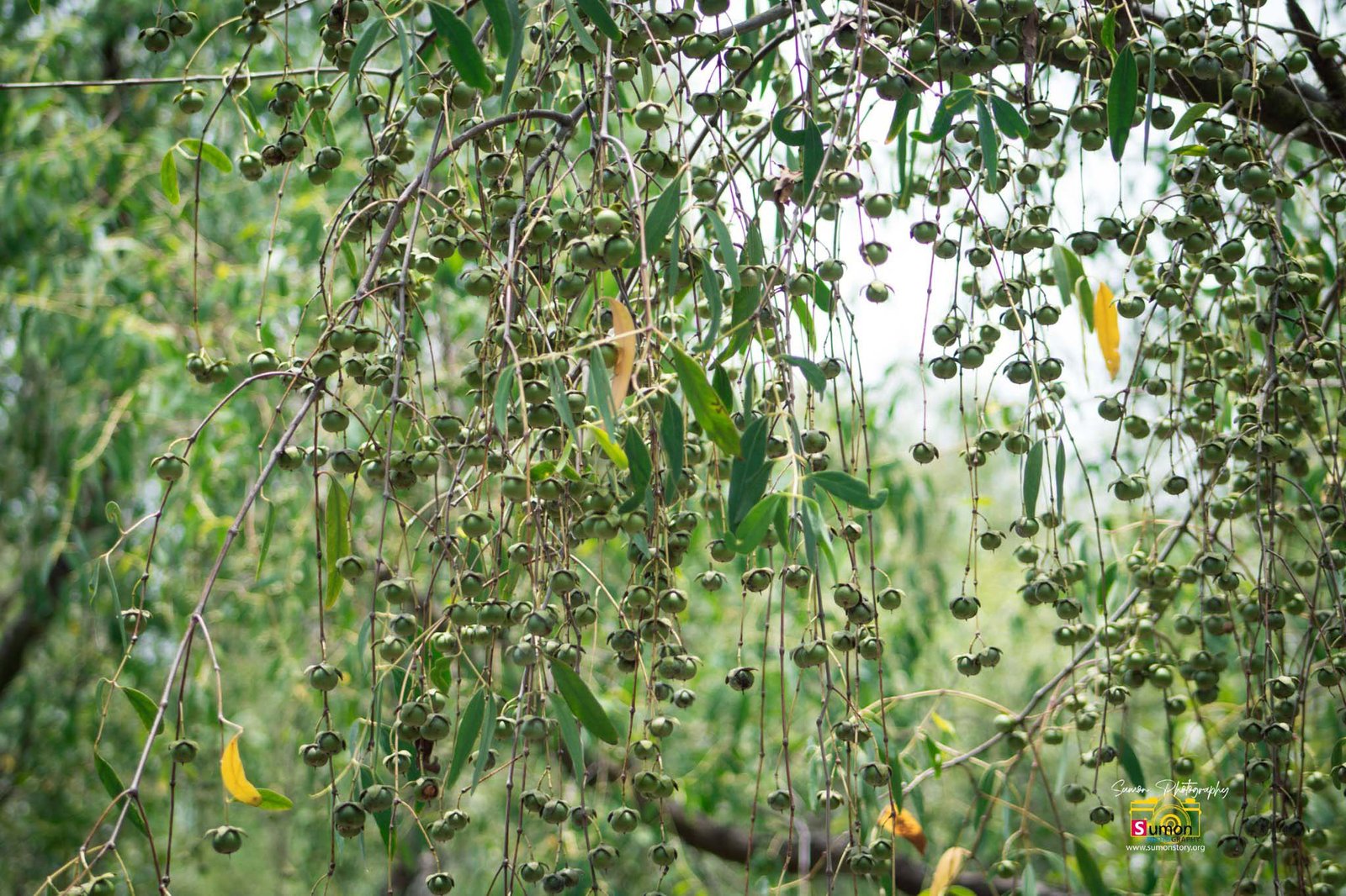 Sundarbon (7)