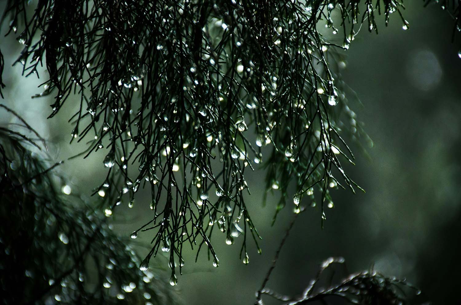 Wallpaper (2)